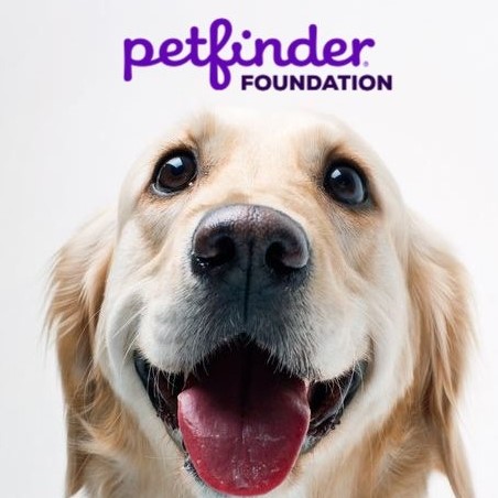 Animal Rescue Lucky Mutts Rescue Petfinder Shih Tzu Rescue